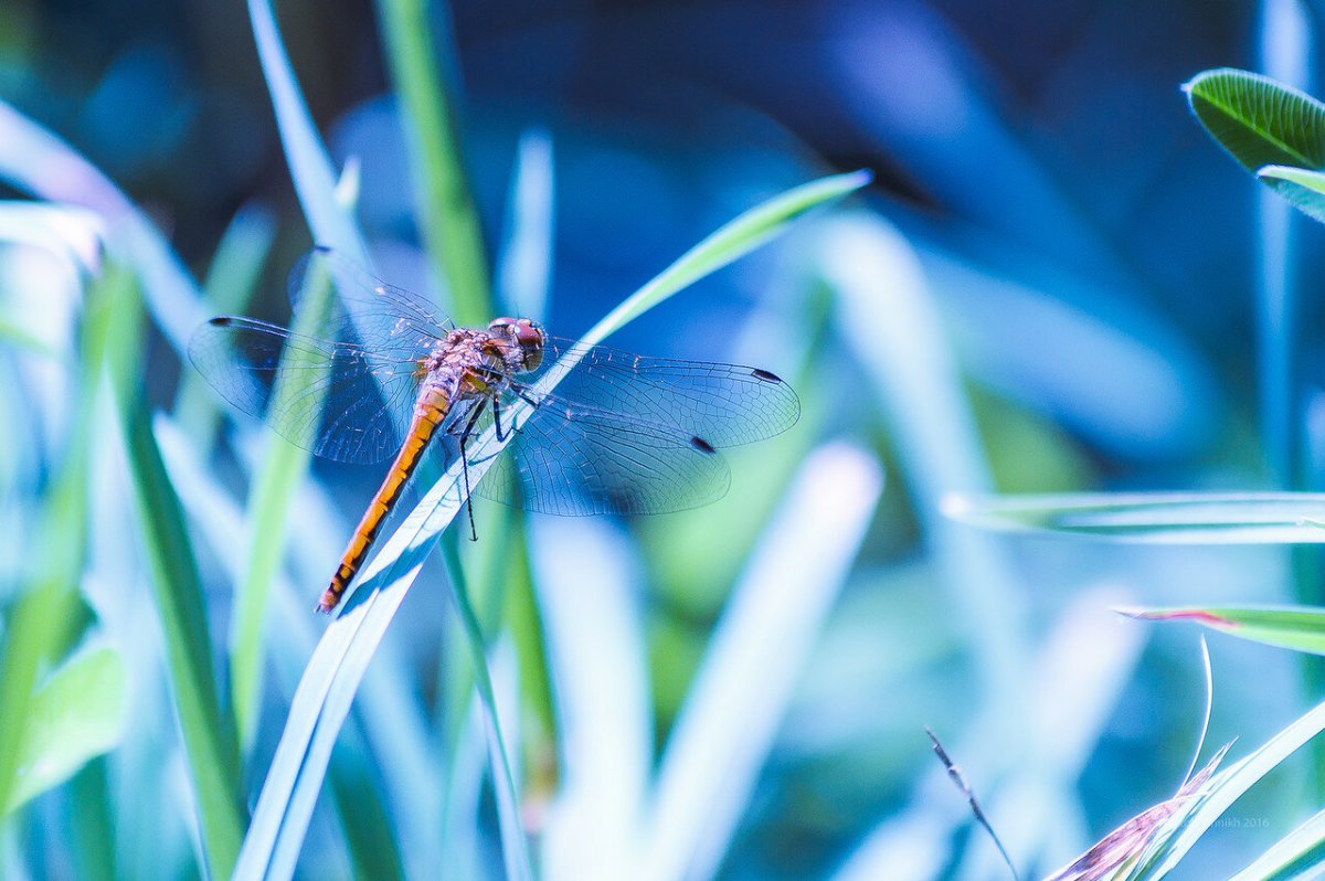 Стрекоза Ортетрум златоглазый