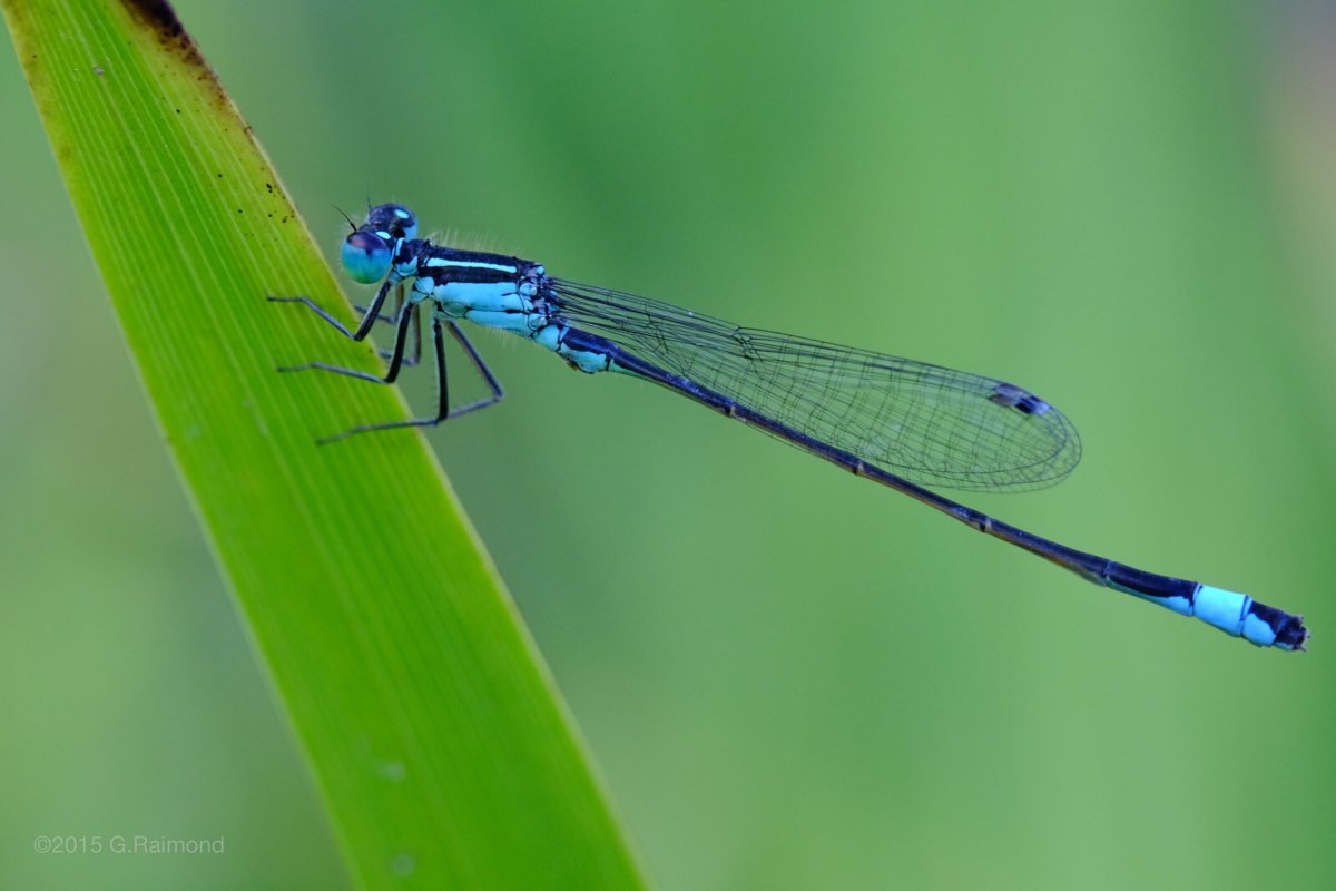 Маленькая голубая Стрекоза