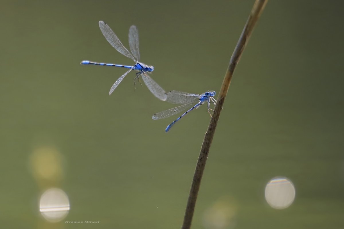 Голубая Стрекоза пришвин