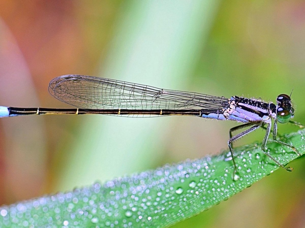 Стрекоза стрелка голубая или красотка блестящая
