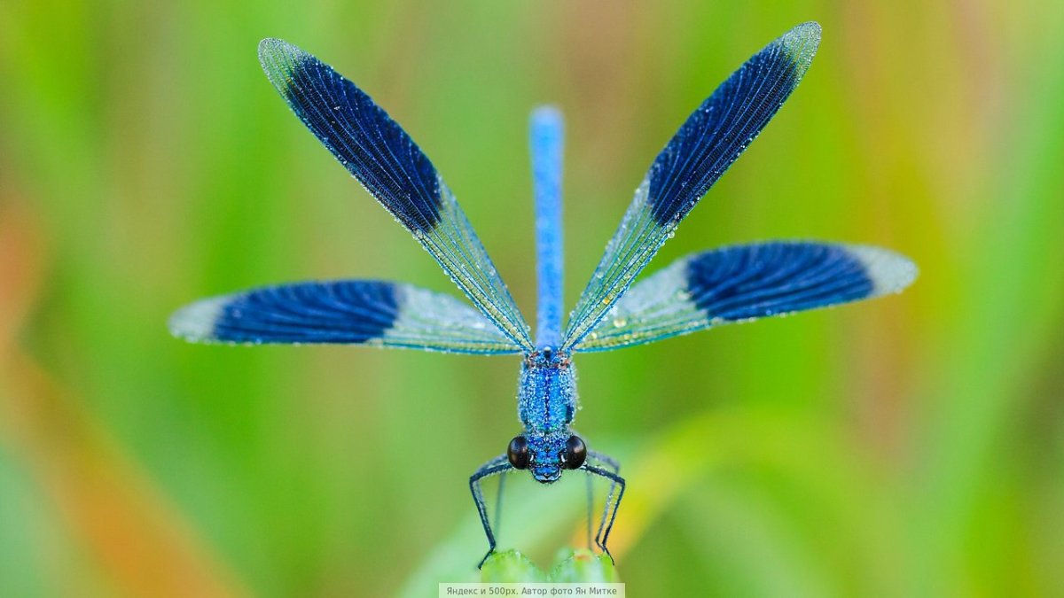 Стрекоза на охоте