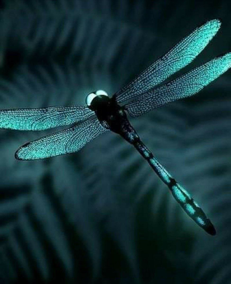 Стрекоза в лесу