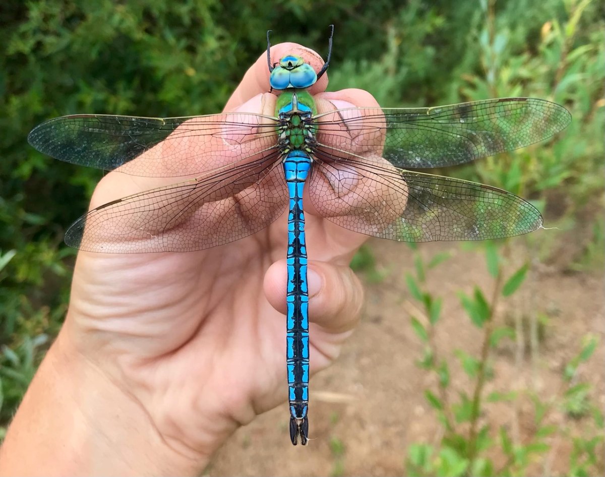 Лапы Стрекозы