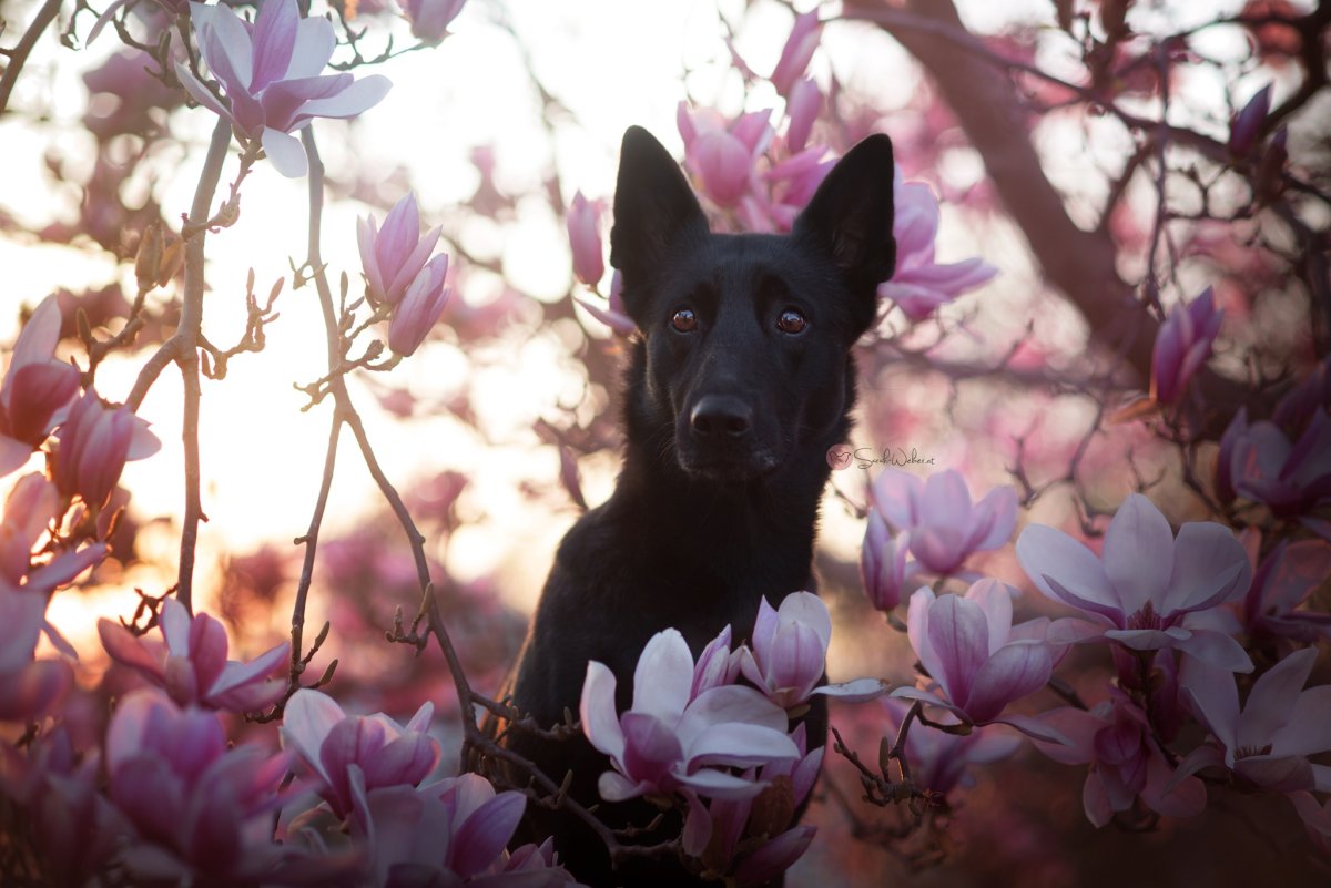Собака на фоне цветущих вишен