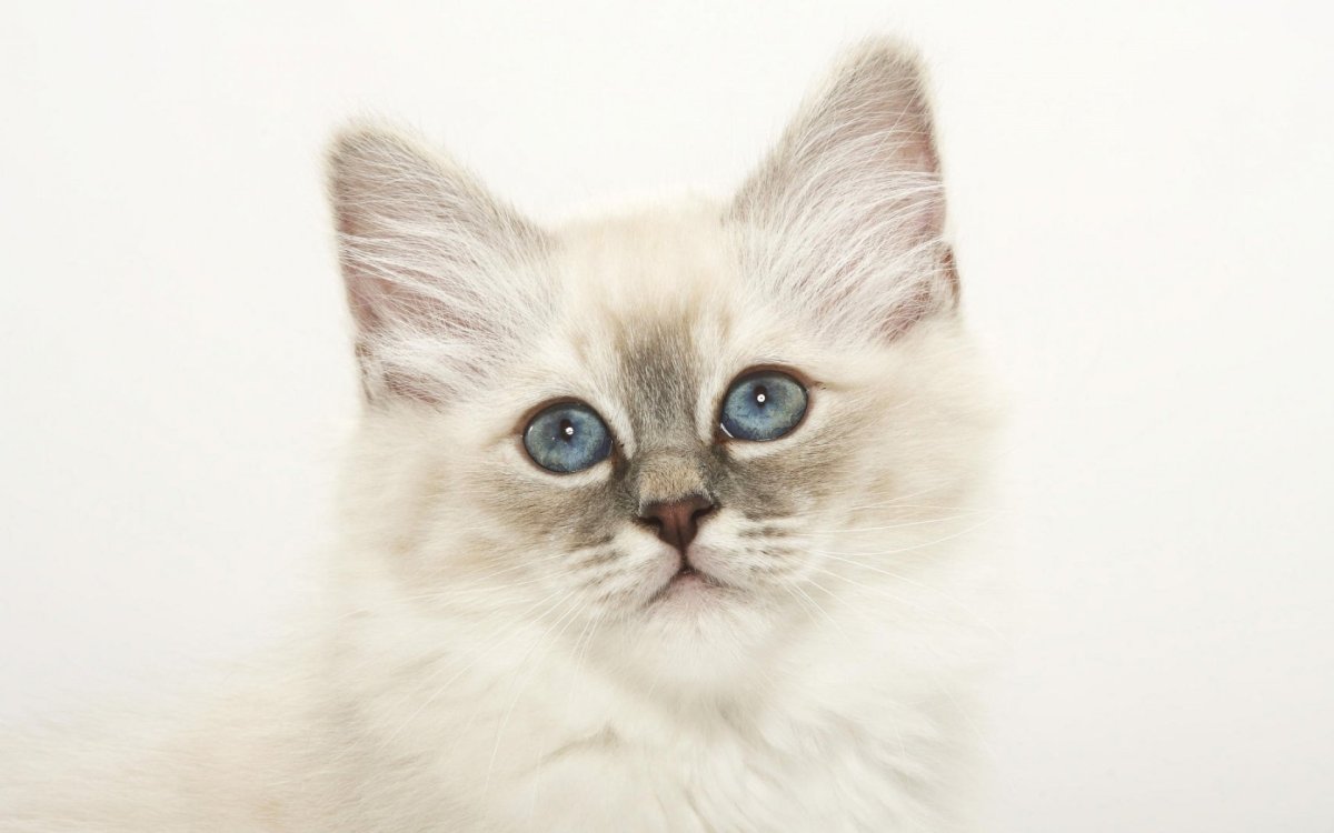 Невская маскарадная кошка