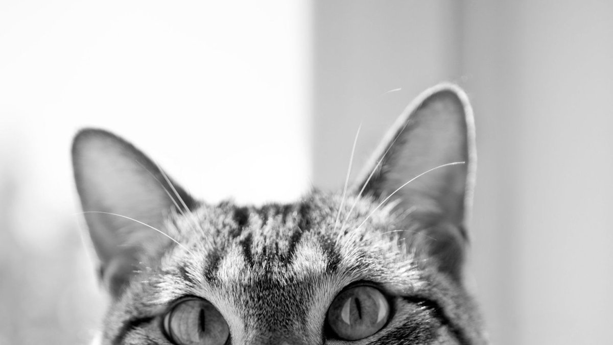 Любопытная кошка