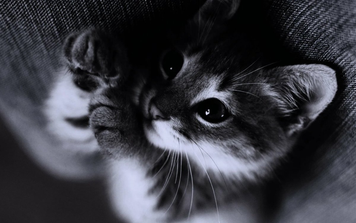 Милые кошечки