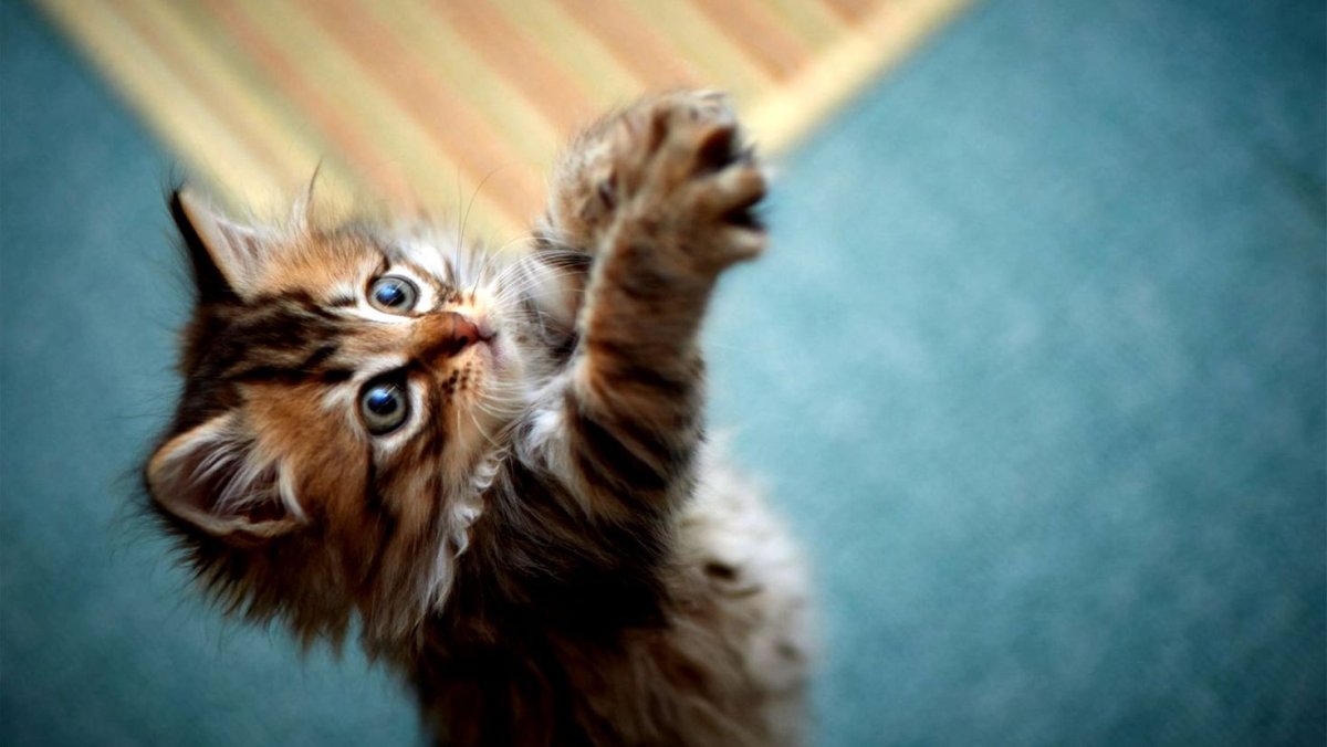 Милые котики