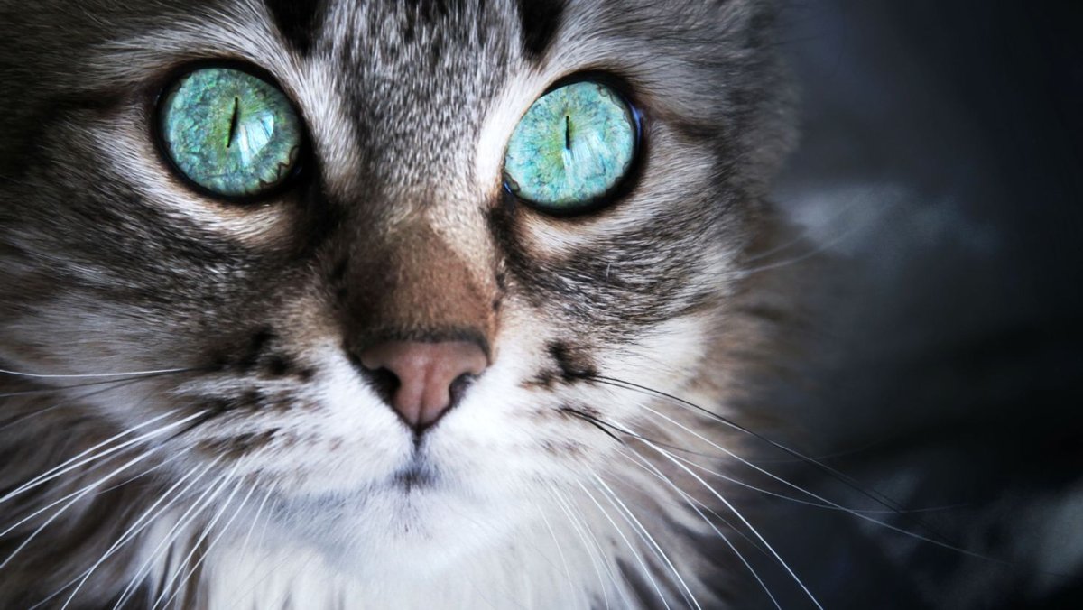 Кошка с бирюзовыми глазами