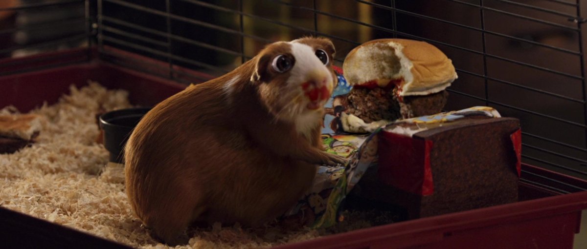 Морские свинки