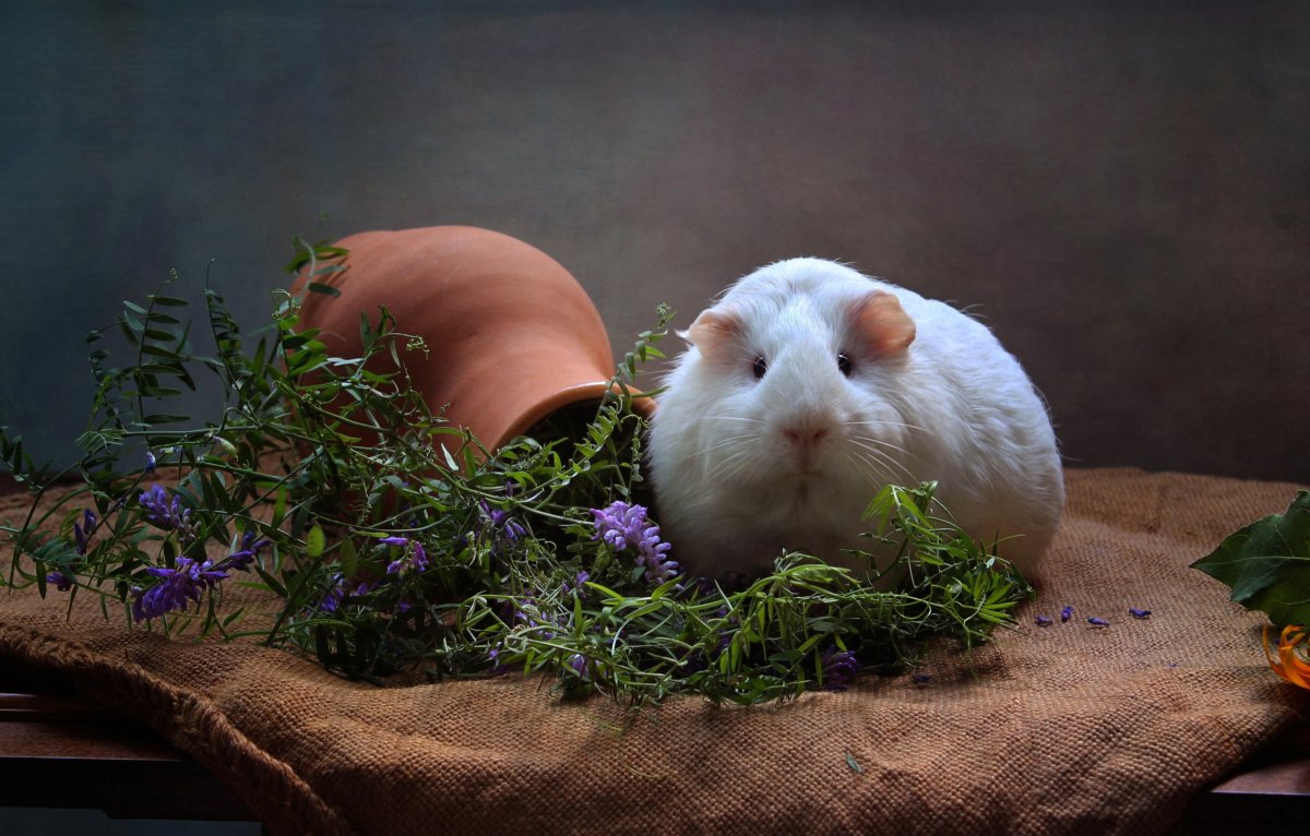 Шотландская морская Свинка