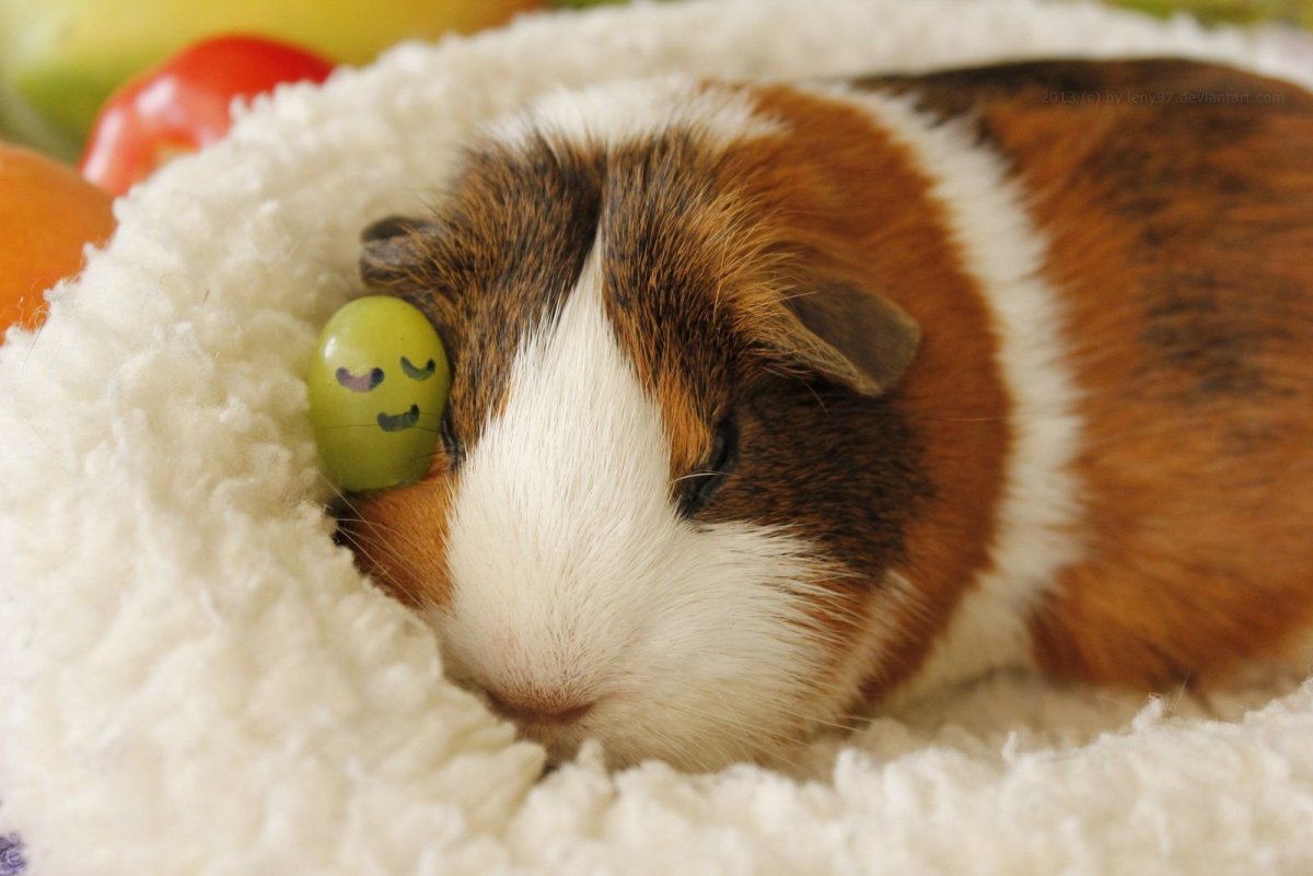 Морские свинки