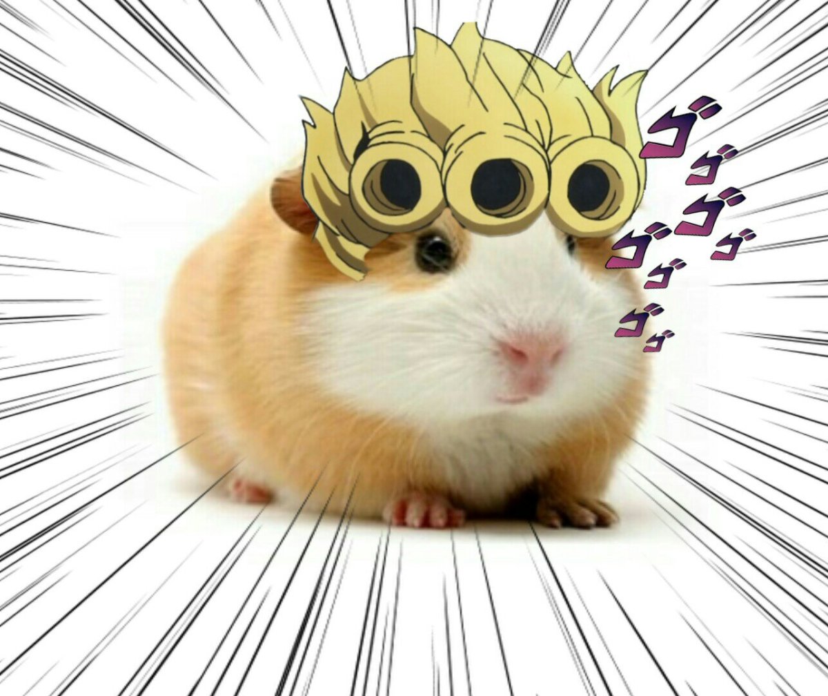 Морская Свинка голландская