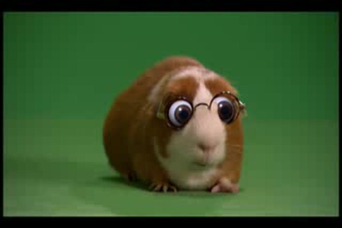 Испуганная морская Свинка