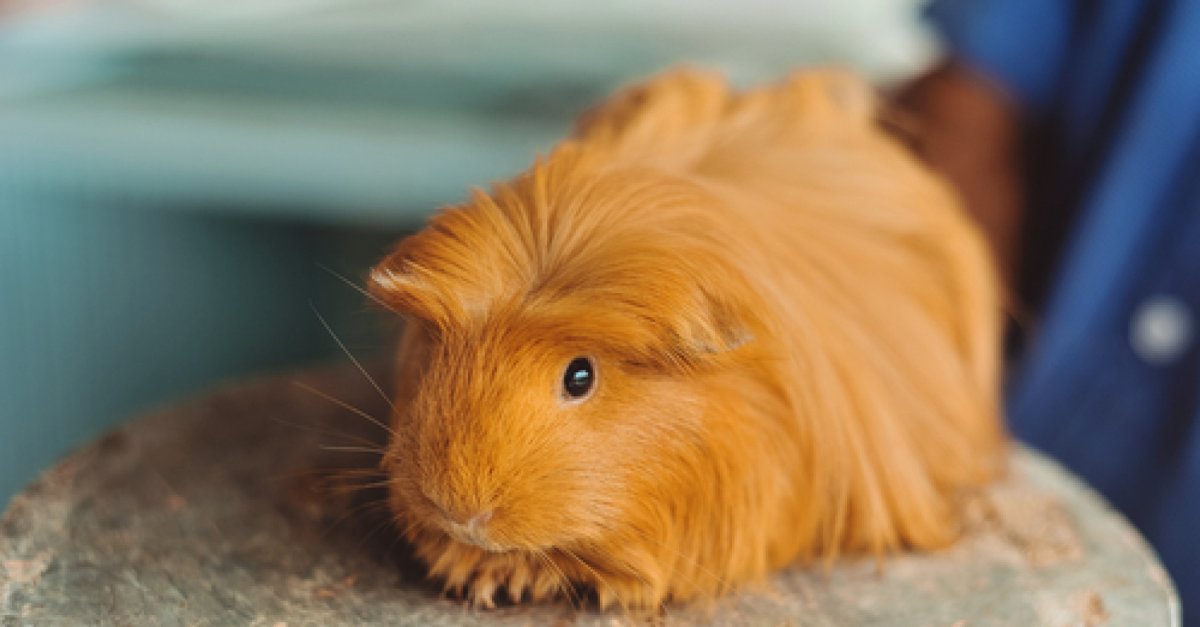 Миссия Дарвина фильм 2009