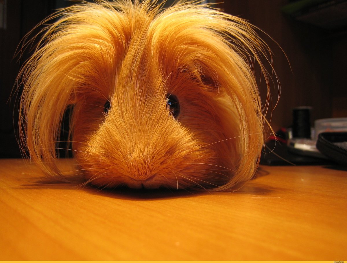 Морская Свинка Wild fauna