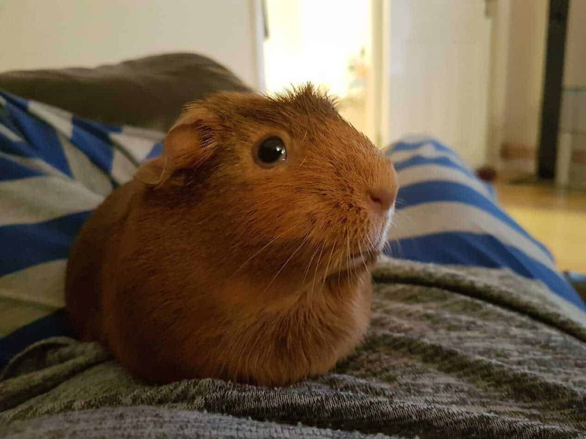 Морские свинки