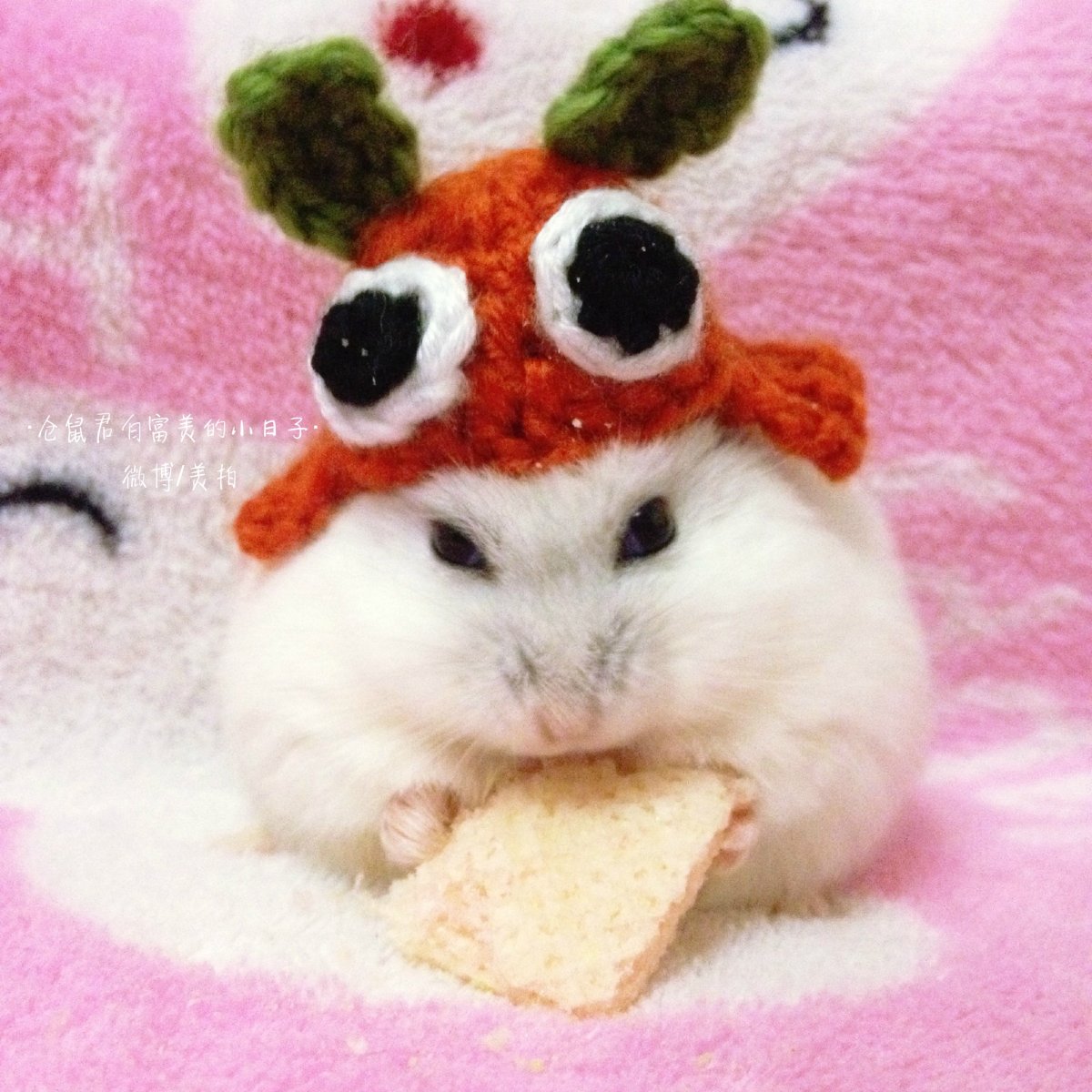 Морские свинки