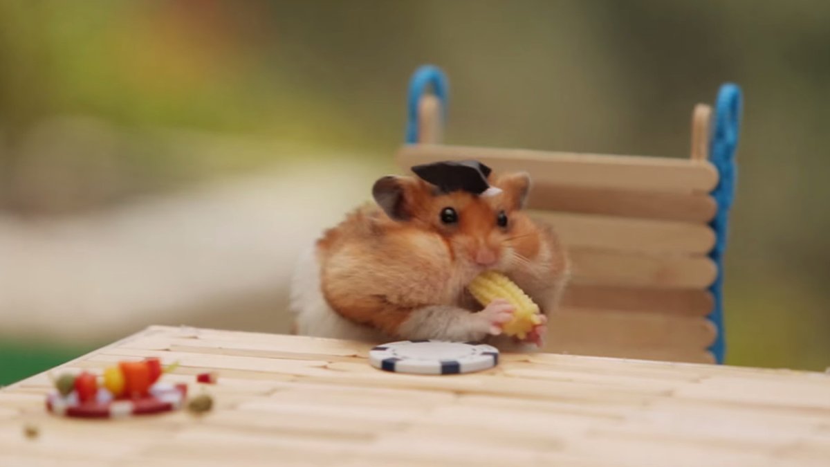 Морская Свинка Шуша