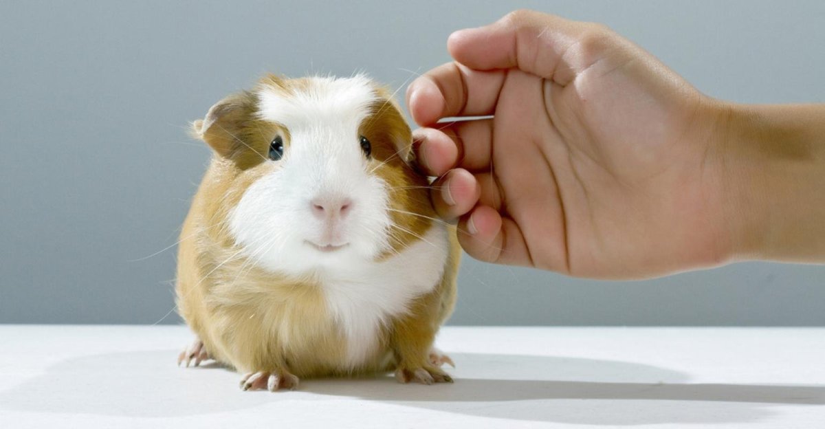 Морская Свинка в очках