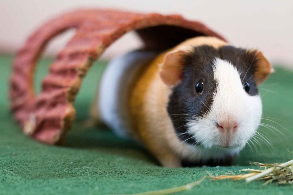 Хомяк джентльмен