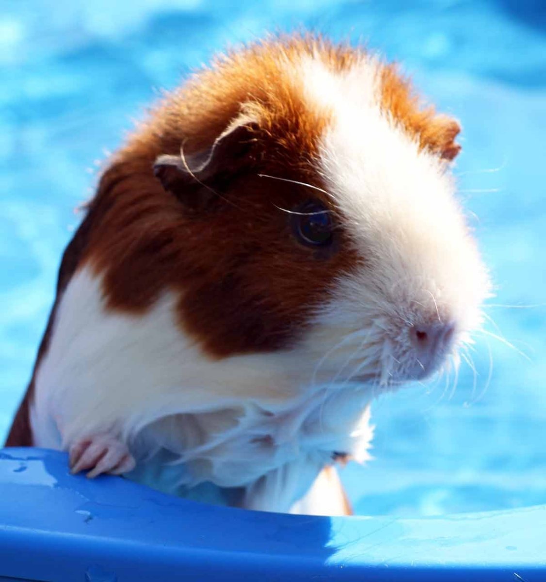 Розетчатая морская Свинка