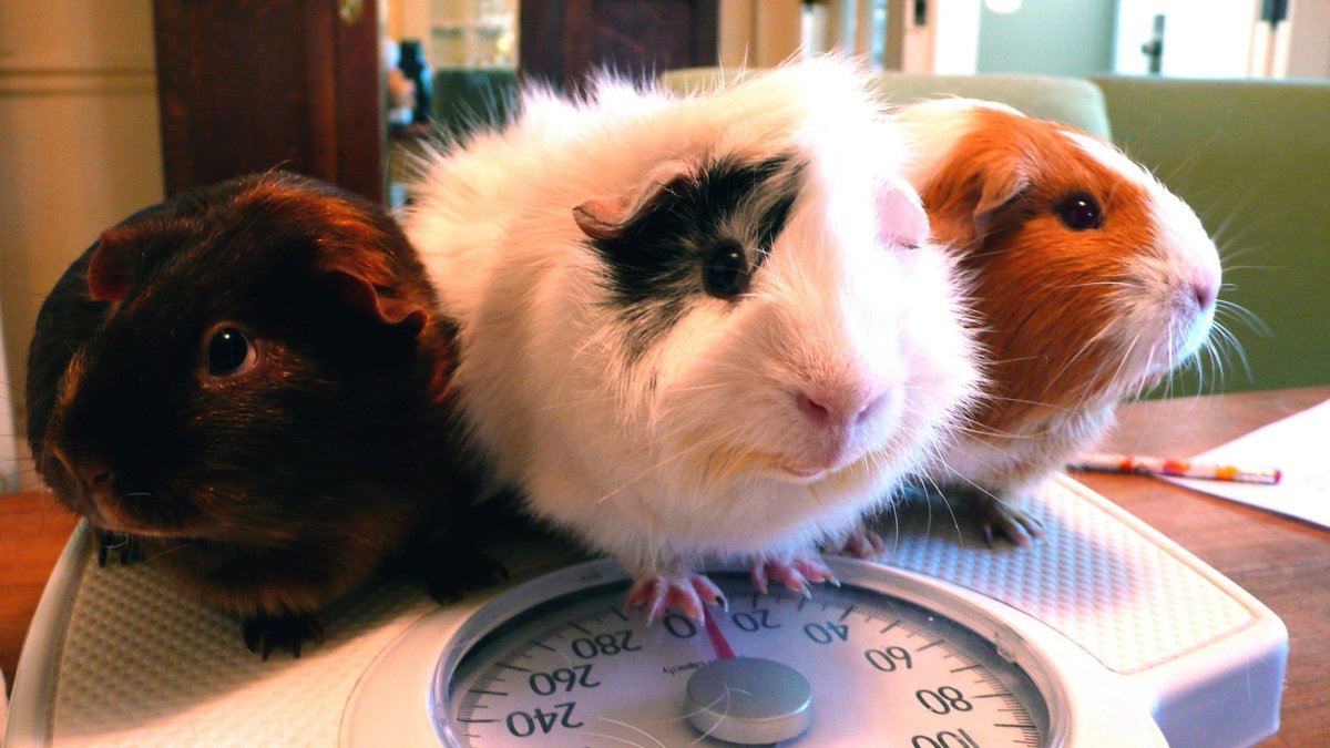 Медведь и морская Свинка