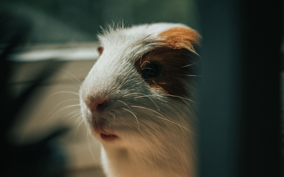 Адам Сэндлер морская Свинка