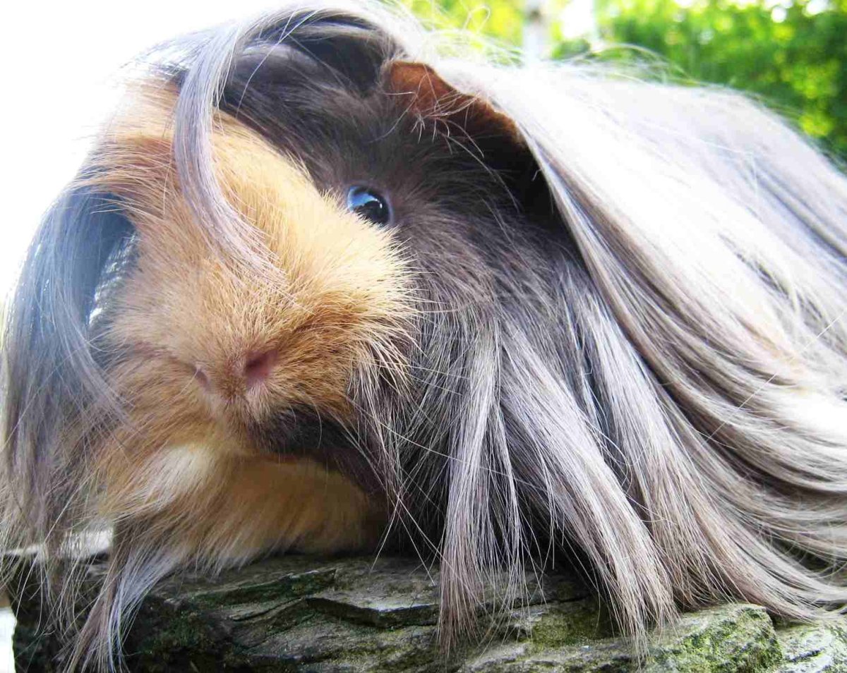 Морская Свинка рыжая вислоухая