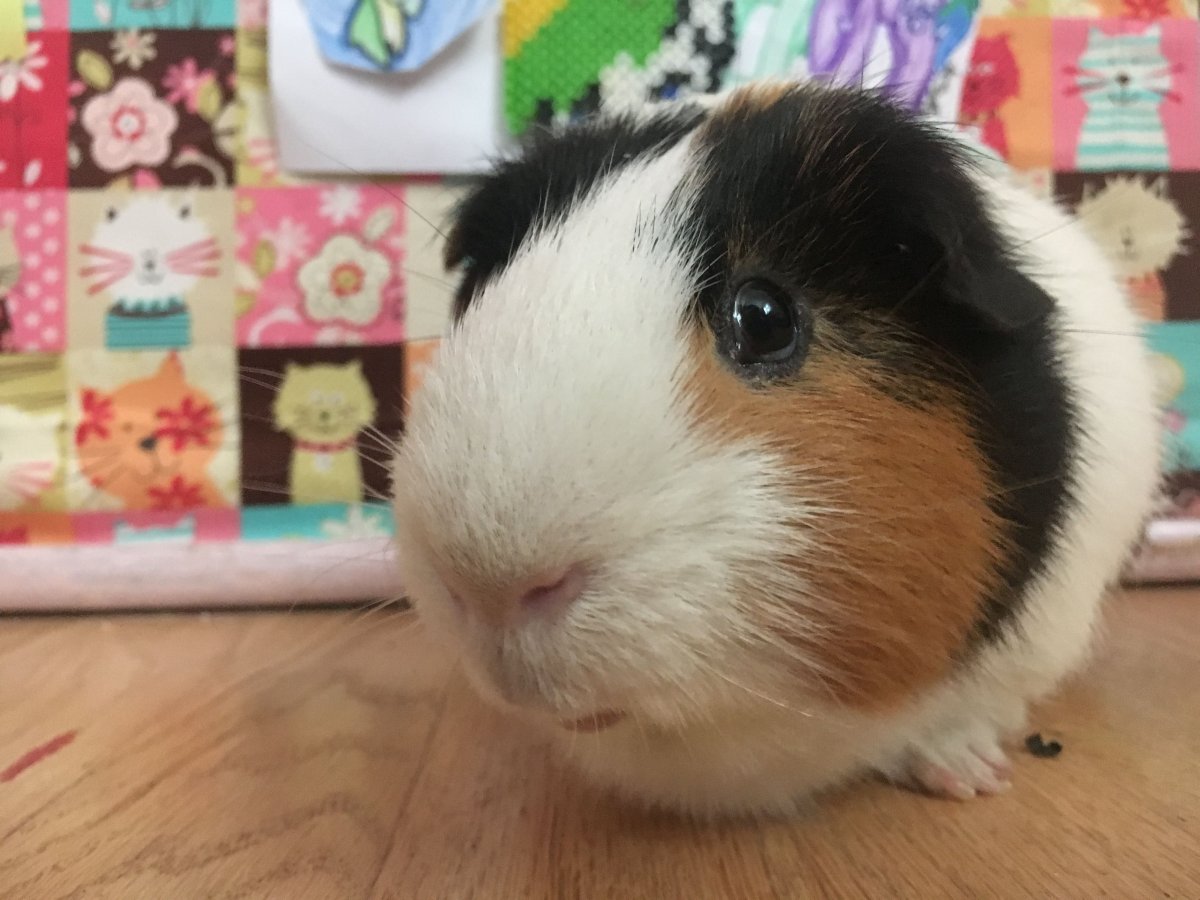 Морская Свинка Плаксик