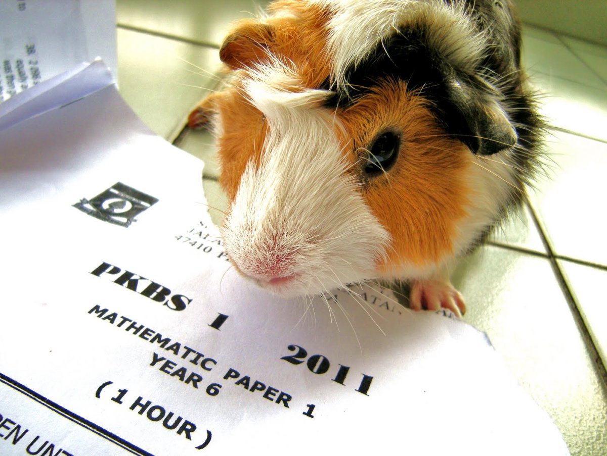 Морская Свинка в парке