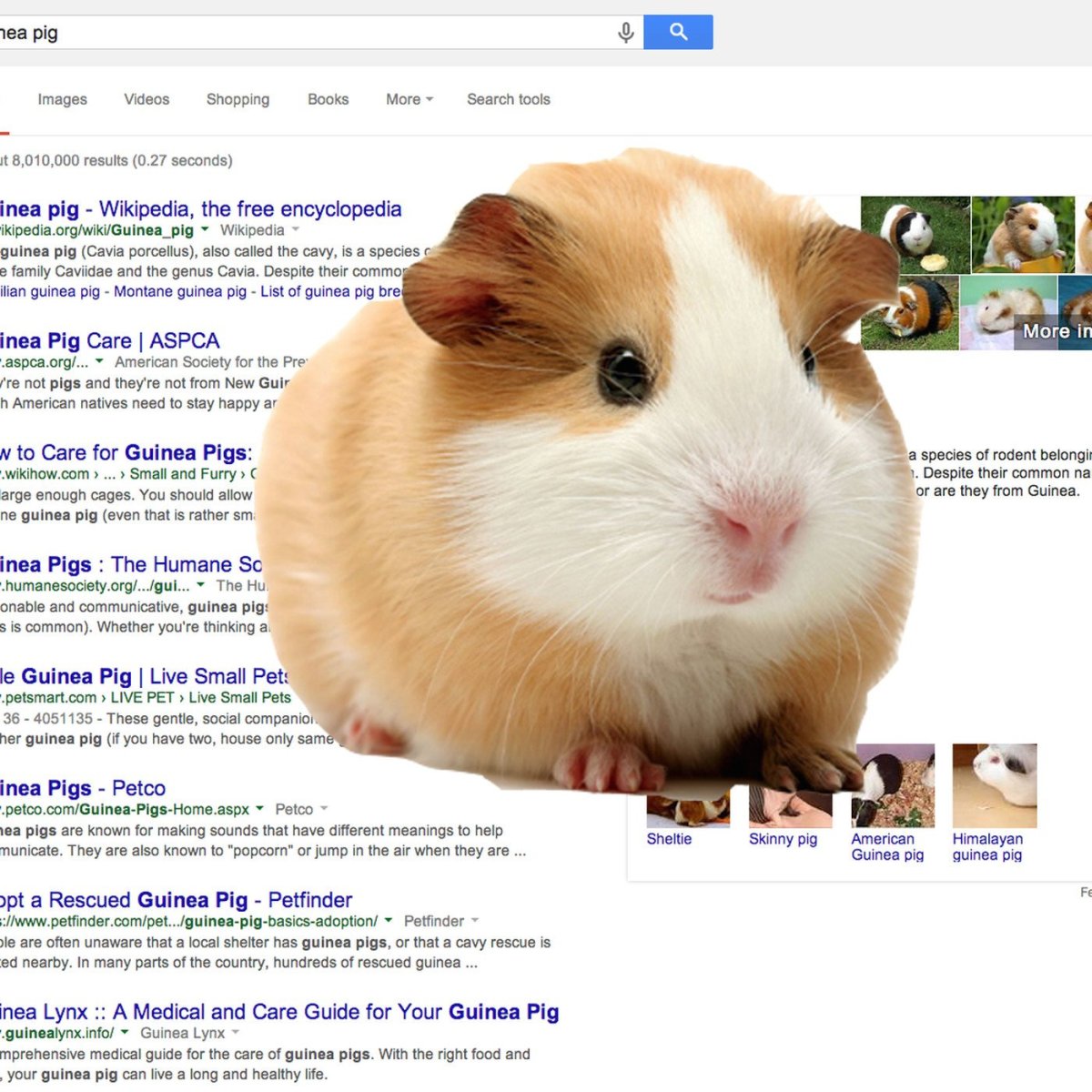 Морская Свинка пятнистая