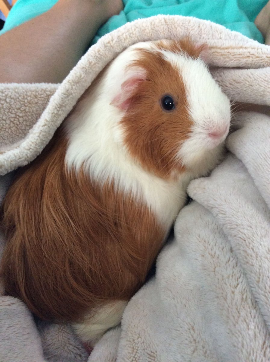 Морская Свинка Дамбо