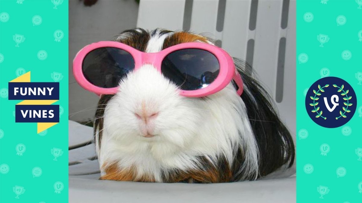 Анимированный хомячок