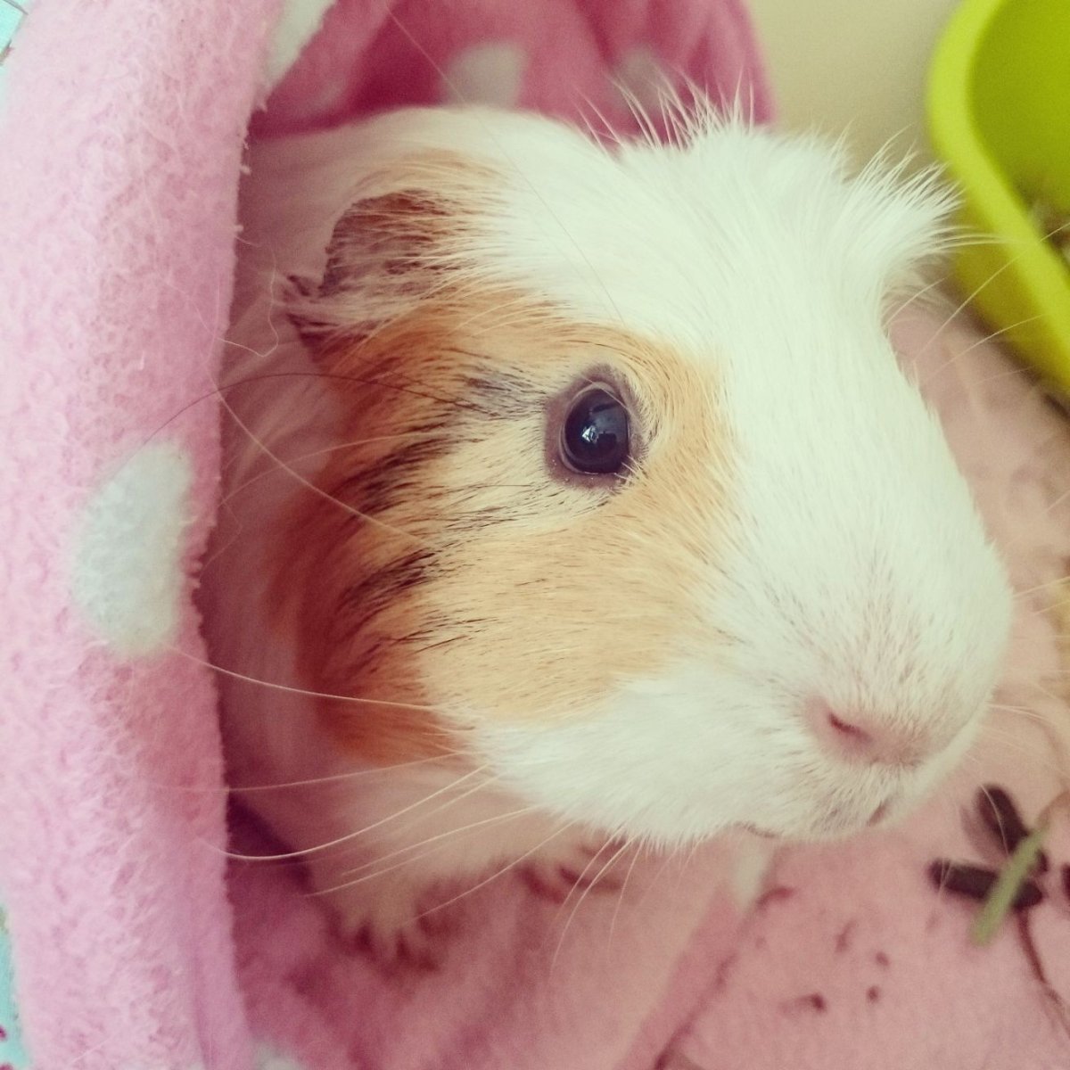 Морская Свинка с ирокезом