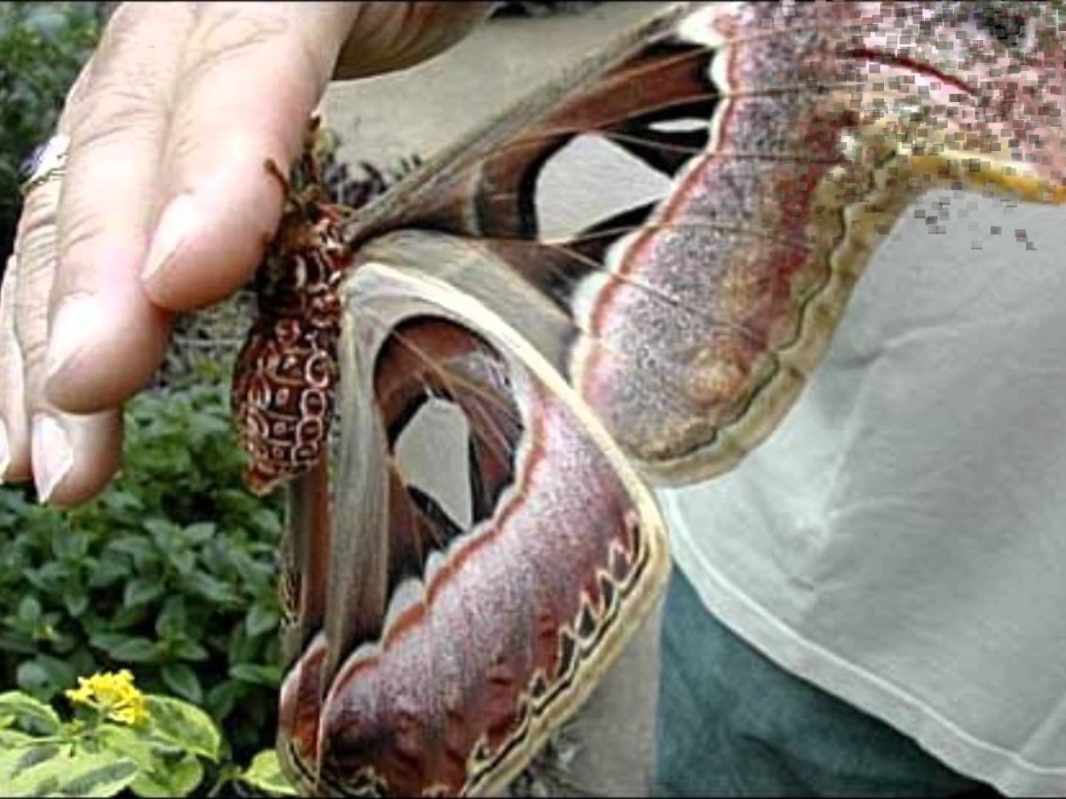 Кленовая бабочка Dryocampa rubicunda