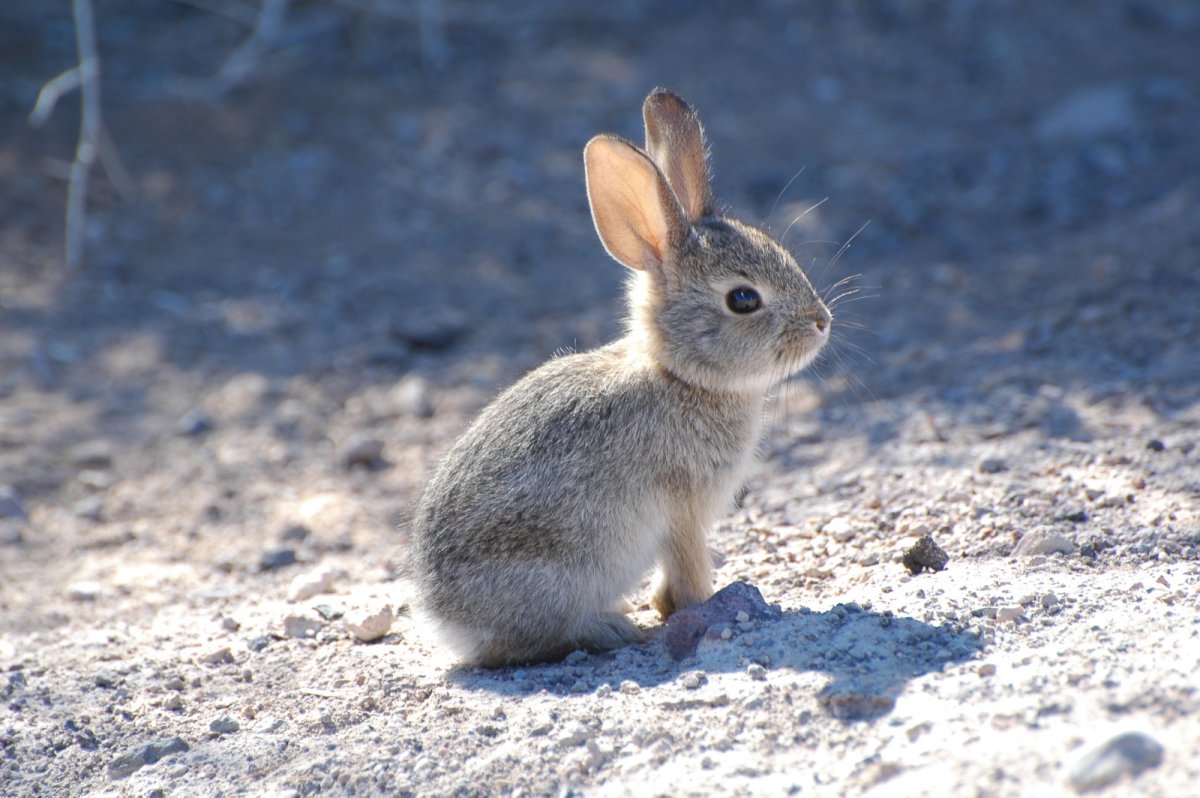 Заяц Беляк Детеныши