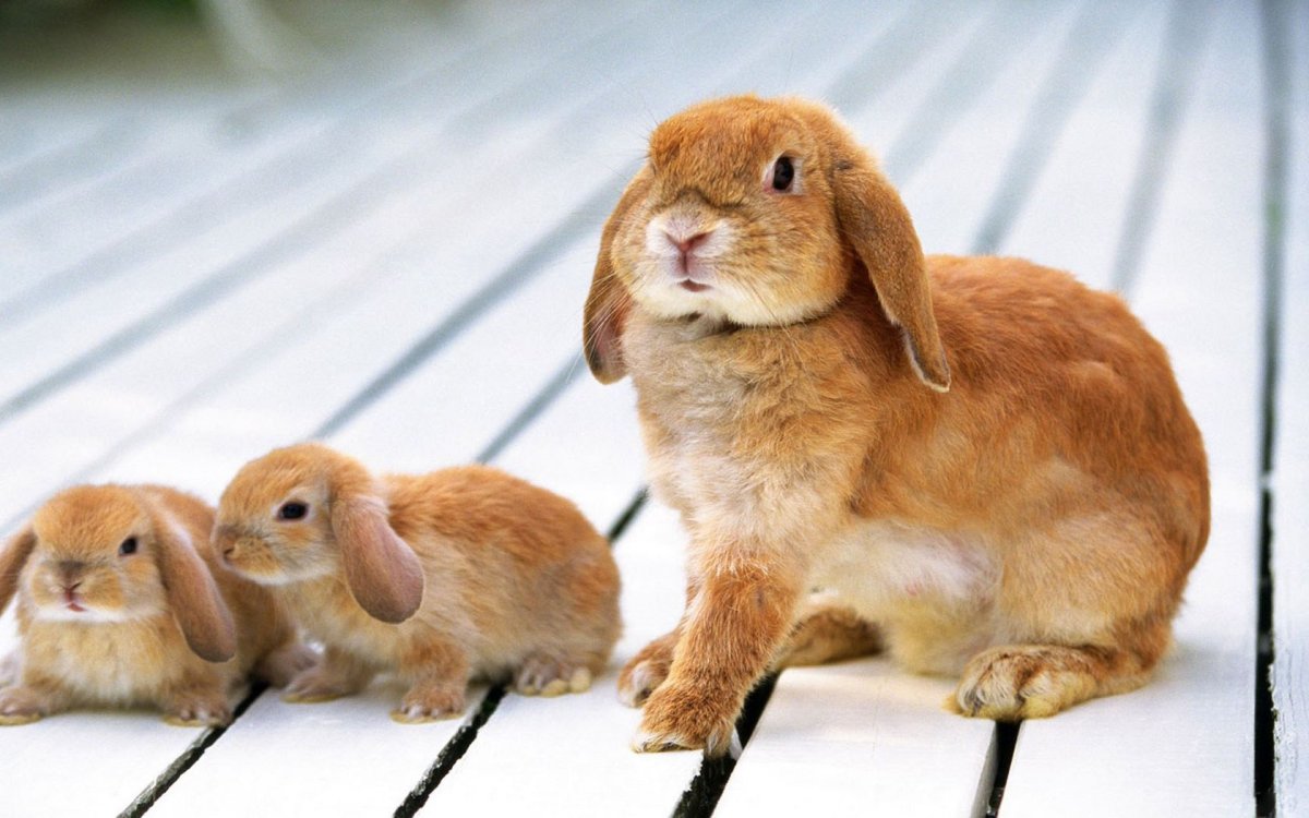 Рыжий кролик