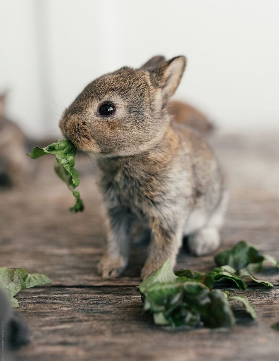 Ангорский вислоухий кролик