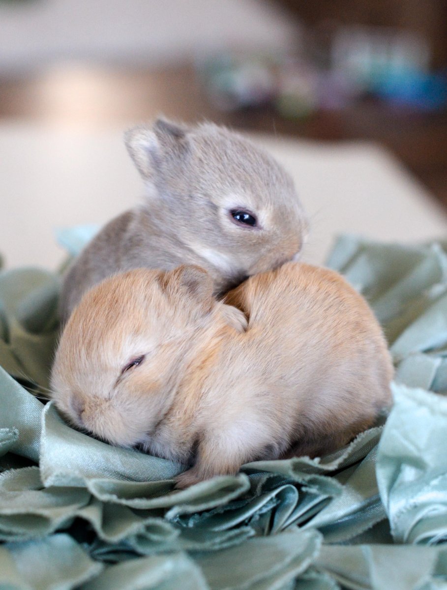 Милые крольчата