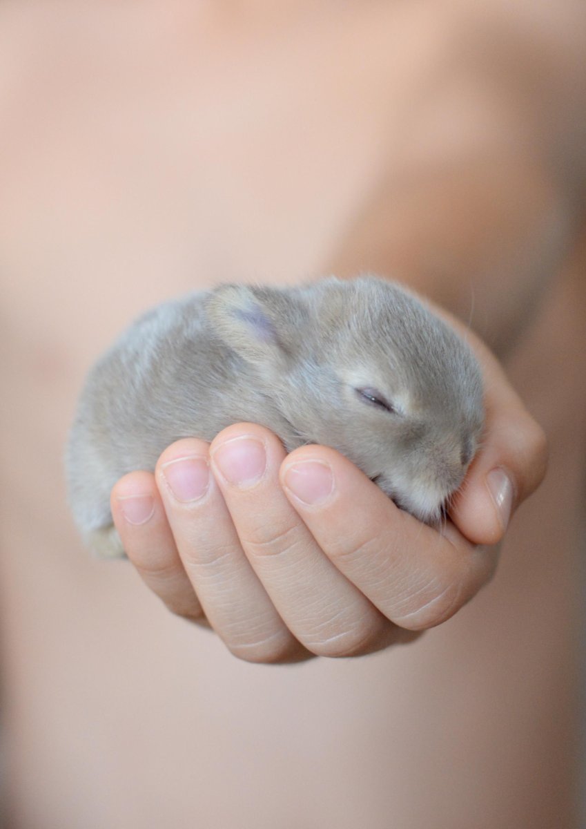 Крольчата Новорожденные