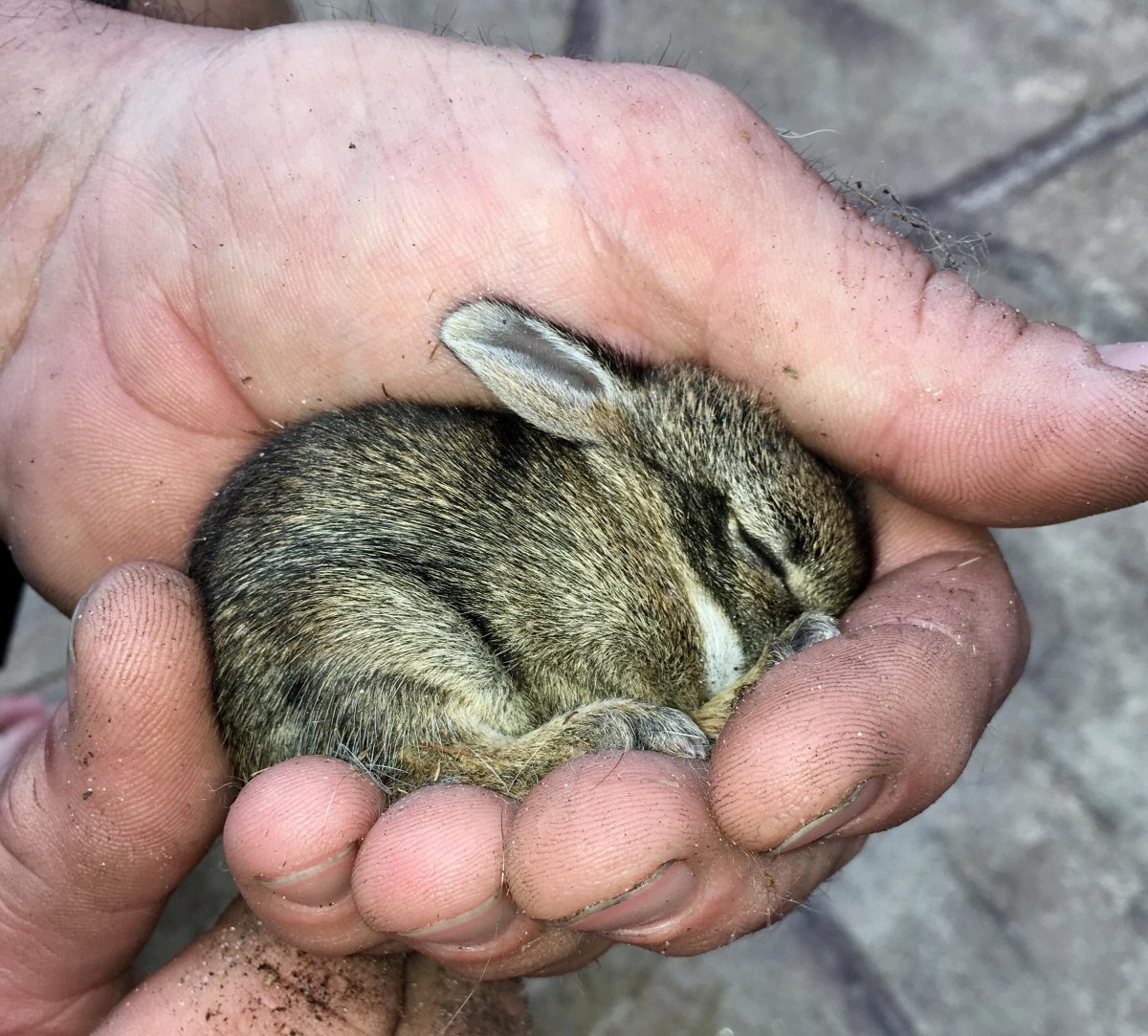 Красивые кролики