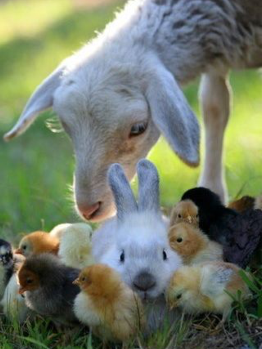 Милые тигрята