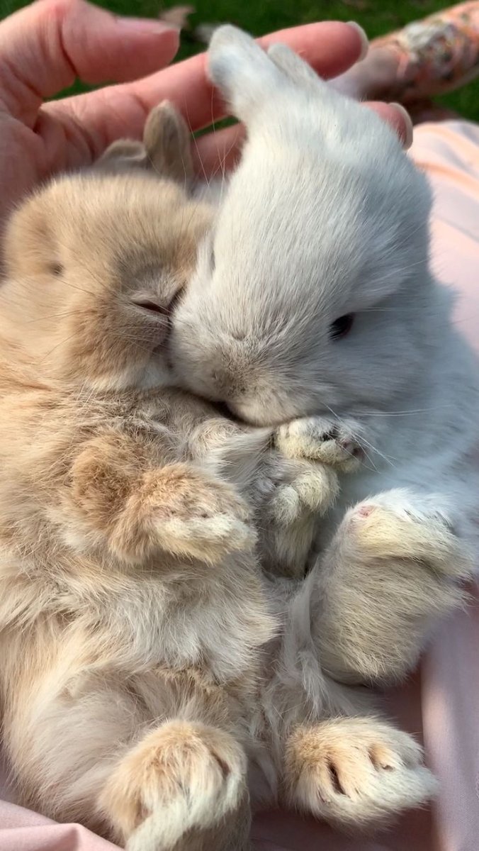 Крольчиха с крольчатами