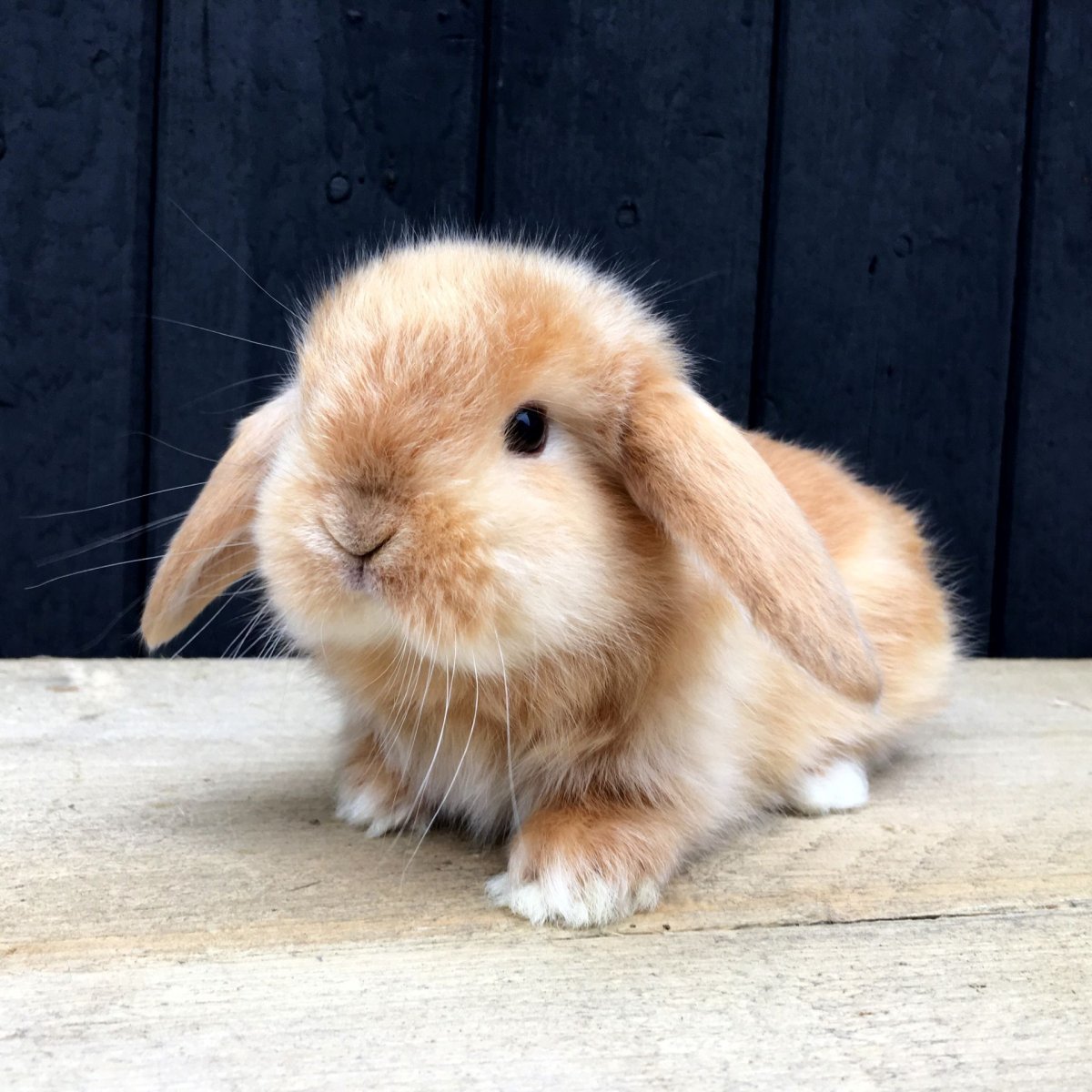 Милые кролики