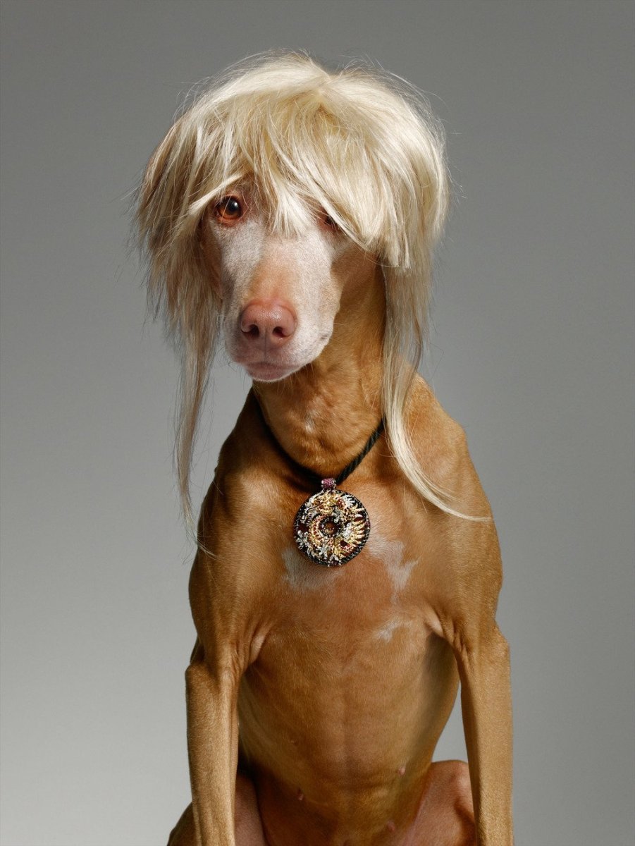 Левретка Уиппет Грейхаунд