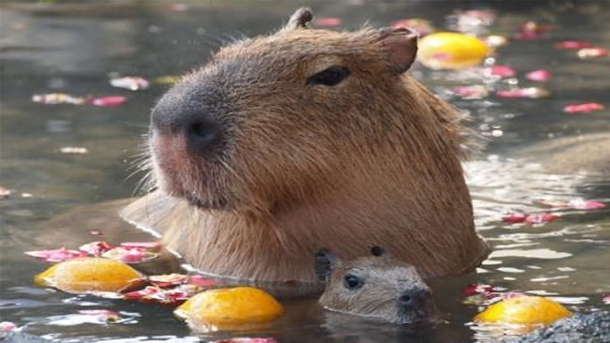 Капибара плавает
