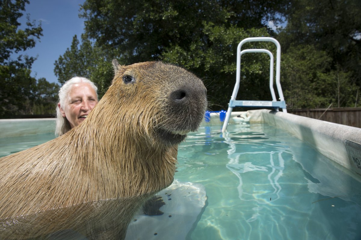 Хлебная капибара