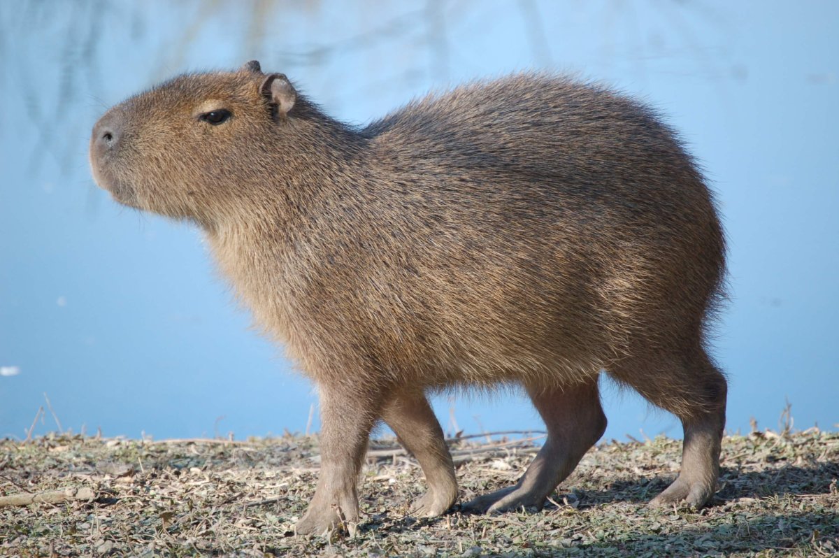 Капибара в бассейне