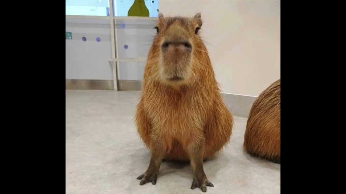 Капибара и морская Свинка